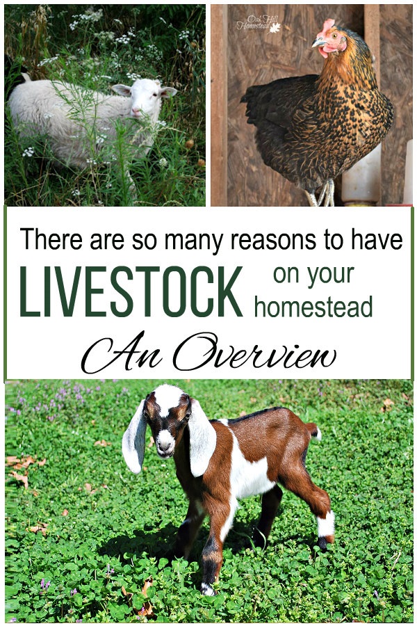 Raising Livestock for SelfSufficiency Oak Hill Homestead