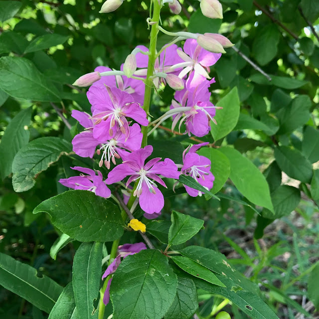 Fireweed, Sunshine Coasst, BC