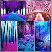 صورة بها غابات