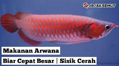 makanan arwana biar cepat besar