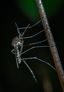 malaria-mosquito