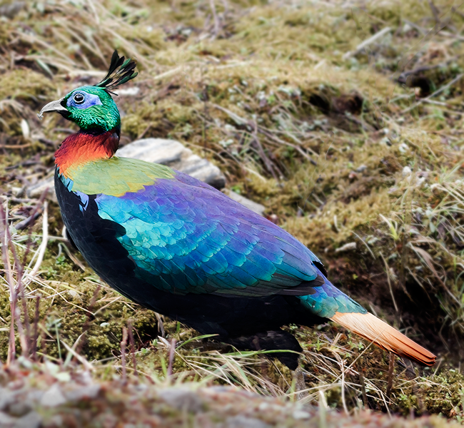 Rare Animal And Bird Found In Nepal The Himalayan Monal