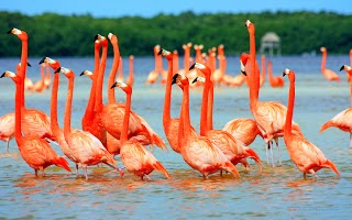 Flamingo wallpapers hd