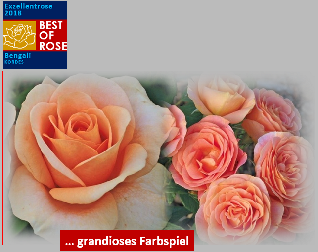BESTofROSE BENGALI