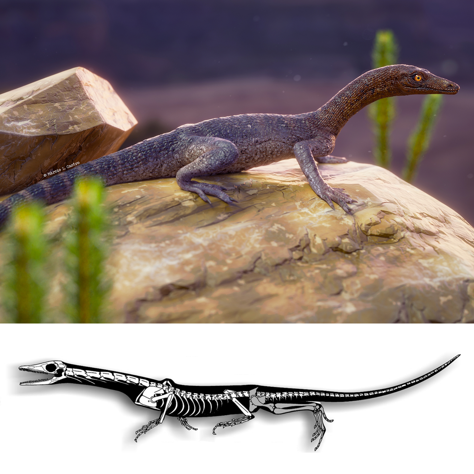 Elessaurus_gondwanoccidens-novataxa_2020-De-Oliveira_Pinheiro_Stock_Da-Rosa_Dias-Da-Silva_et_Kerber--paleoArt_M%25C3%25A1rcio_L_Castro.PNG