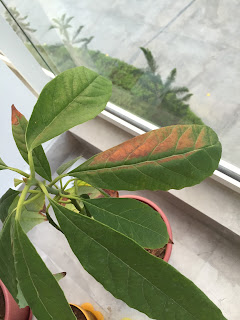 Leaf turning brown - what is the cause?