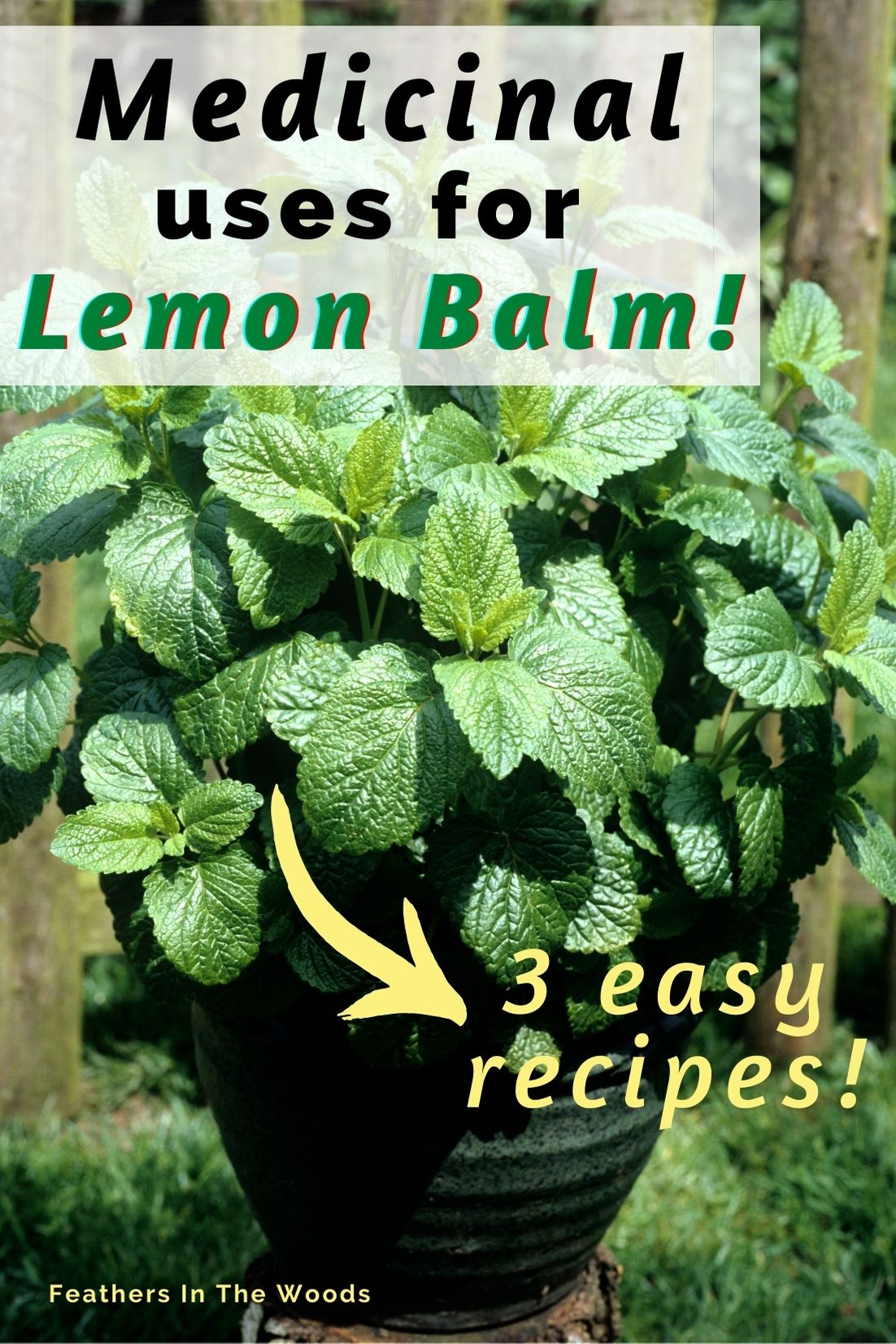 How To Use Lemon Balm 3 Recipes Feathers In The Woods