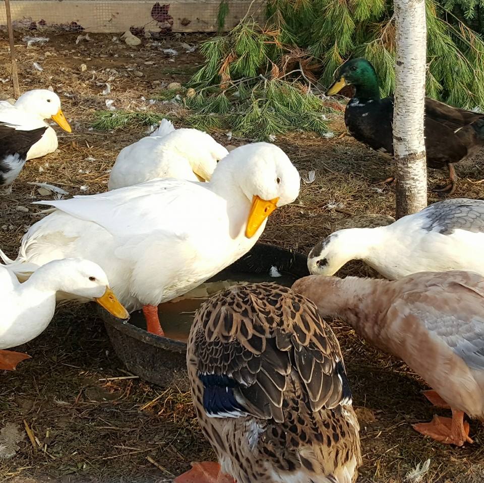 Duck Eggs Daily Raising Happy Healthy Ducks Naturally