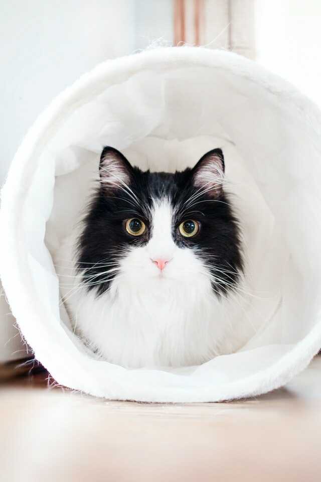 cat images black and white cat images black and white