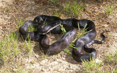 Паранормалното на помощ Black-rat-snake-570x356