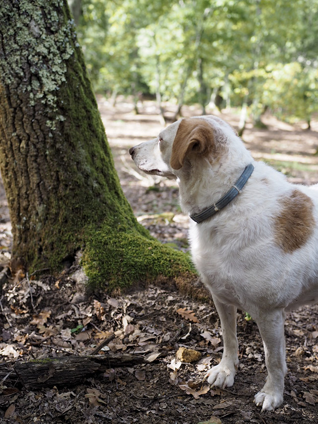 Castelfalfi Castelfalfi