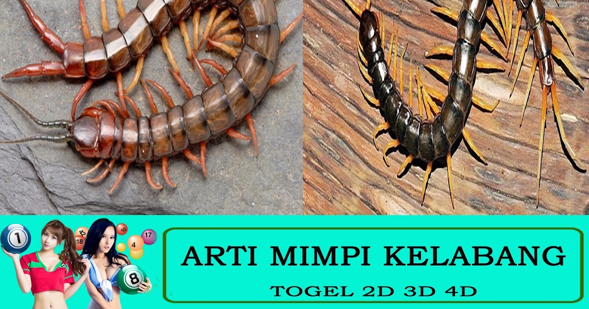 Arti Mimpi Kelabang Sdsblotto