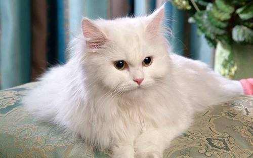 Contoh Soal Psikotes 10 45 Jenis Jenis Kucing Peliharaan Terpopuler Dan Gambarnya