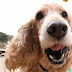 14 Reasons Cocker Spaniels Are The Worst Indoor Dog Breed Of All Time