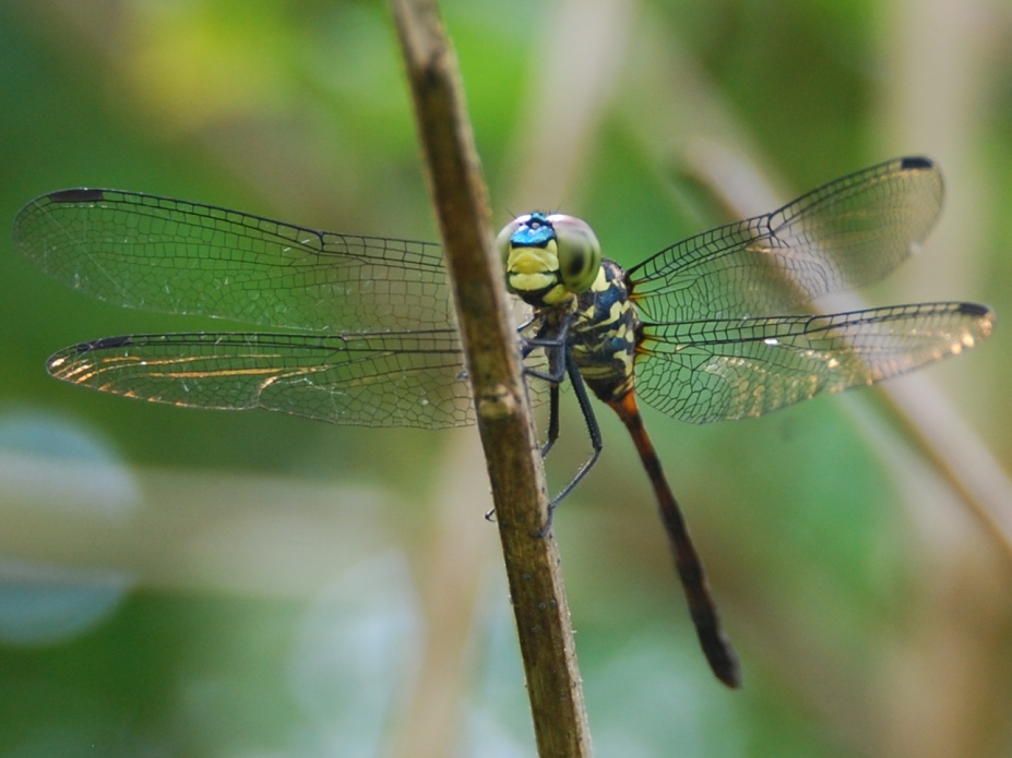 Quaoar Power Zoo: Bali Dragonflies