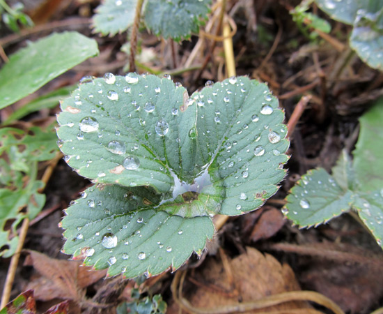 leaf, листок