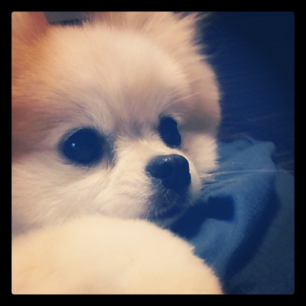 SNSD members continues to transform Instagram to Dogstagram!