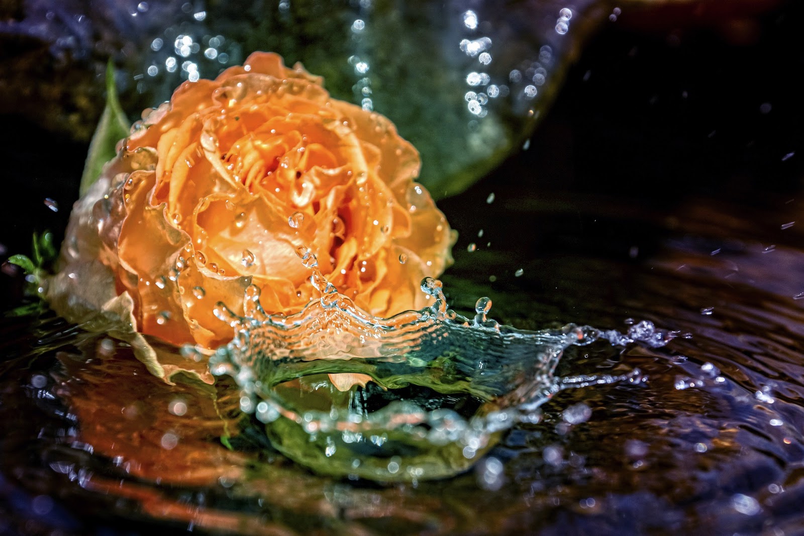 Розы в горячую воду