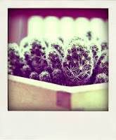 pianta di cactus in vaso di legno