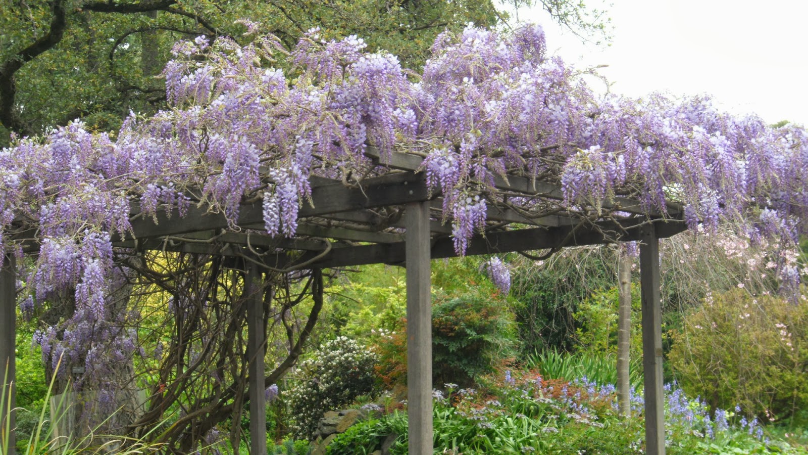 musings from the terrace Flowers that bloom in the spring tra la!