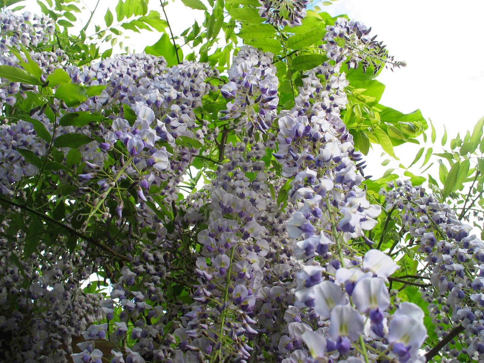 The Light Keeper: Beautiful Spring Wisteria