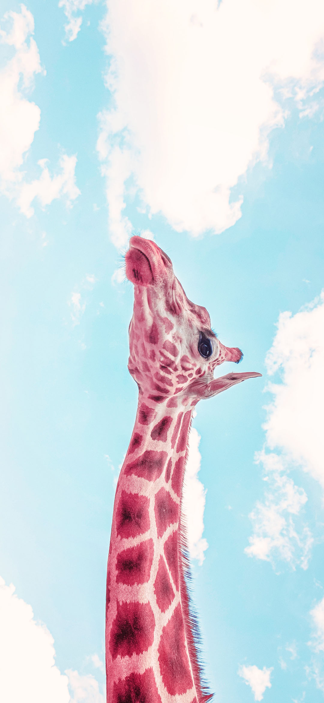 giraffe-under-blue-sky-wallpaper
