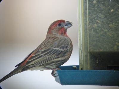 Photo of House Finch at bird feeder