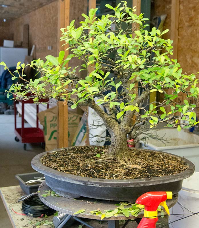 Walter Pall Bonsai Adventures Meeting Hank Miller the master of fused