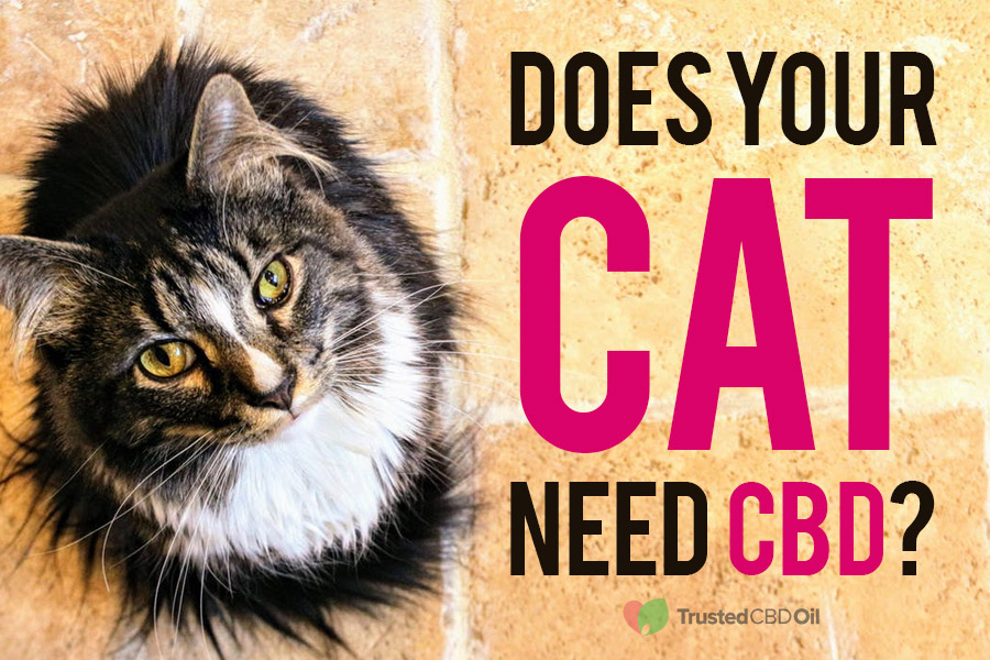 Best CBD Oil For Cats CBD Cat Treats Sega Sammy Holdings