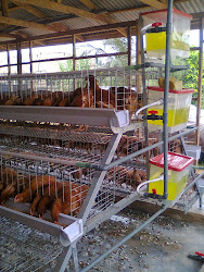 poultry chicken simple structure broiler farming pen cages poutry layer houses plans layout coop birds cage shed farm south building