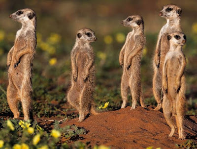 Meerkat - Animals That Start With M Meerkat - Animals That Start With M