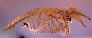 Beyaz balina iskeleti