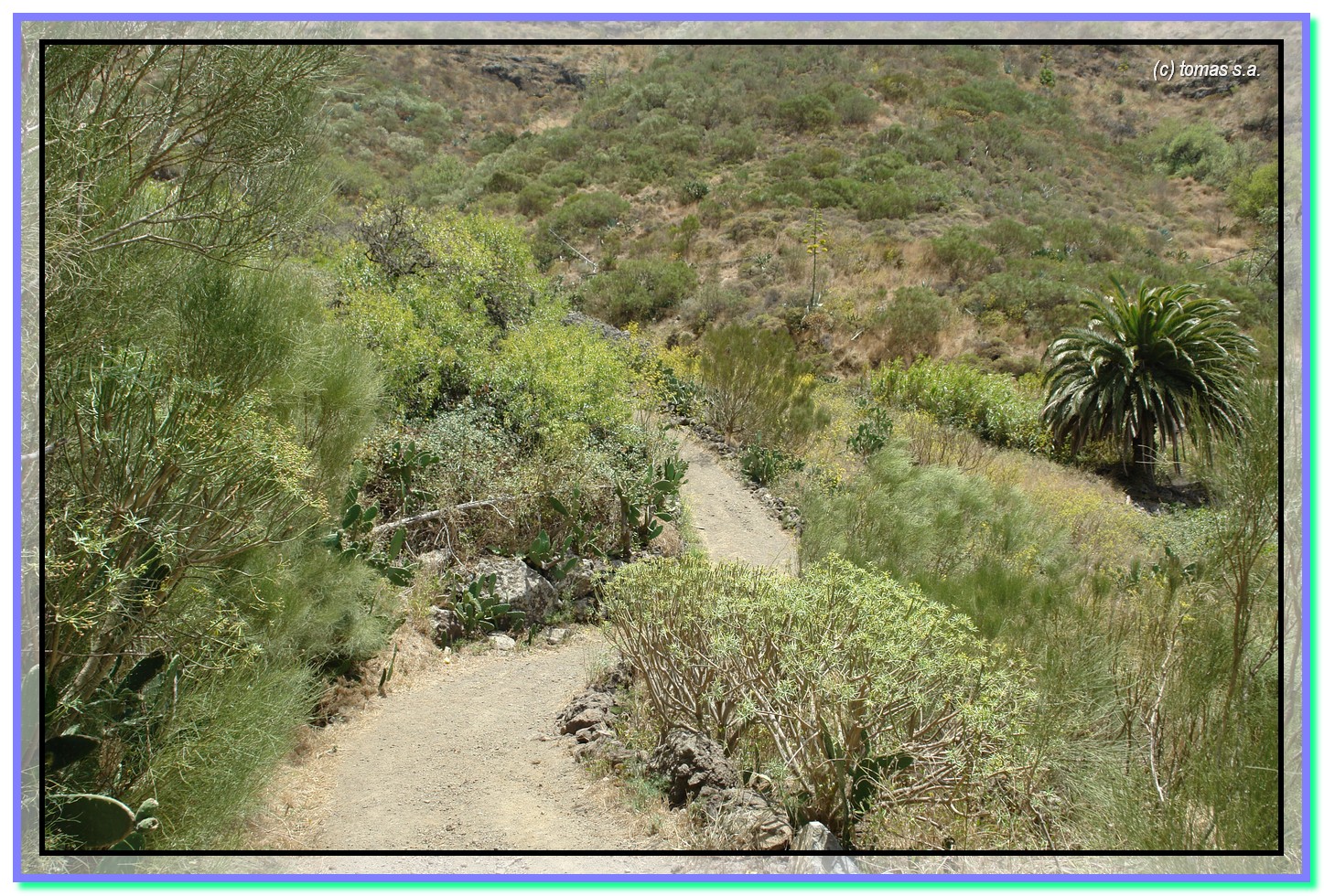 Tenerife senderos...... TENERIFE SENDEROS TENO LOS CARRIZALES