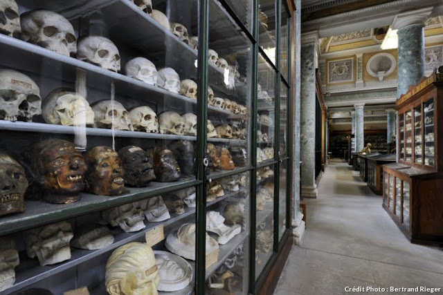 Museu de Anatomia de Montpellier Museu de Anatomia de Montpellier