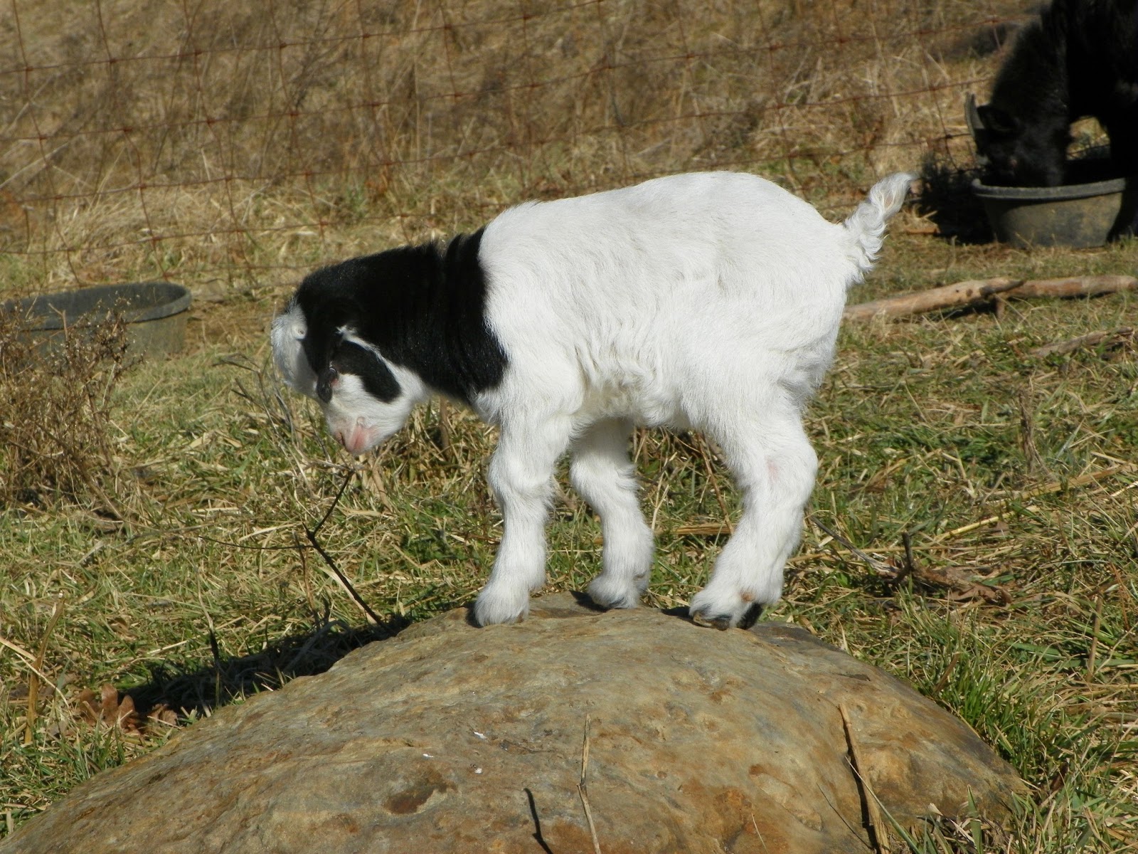small farm girl Valentine's Gift and Baby Goat Names