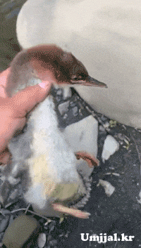 Umjjal_kr_663.gif