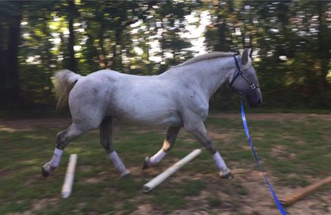 The Jumping Percheron Adjustable Draft Horse