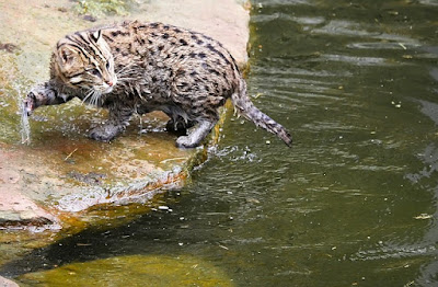 alt="gato pescador capturando peces"