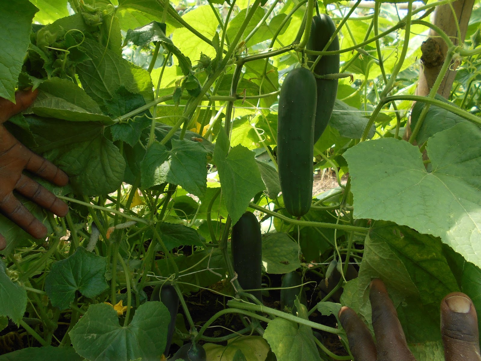 CUCUMBER CULTIVATION DICTIONARY (Part 2) HYBRID VEGGIES