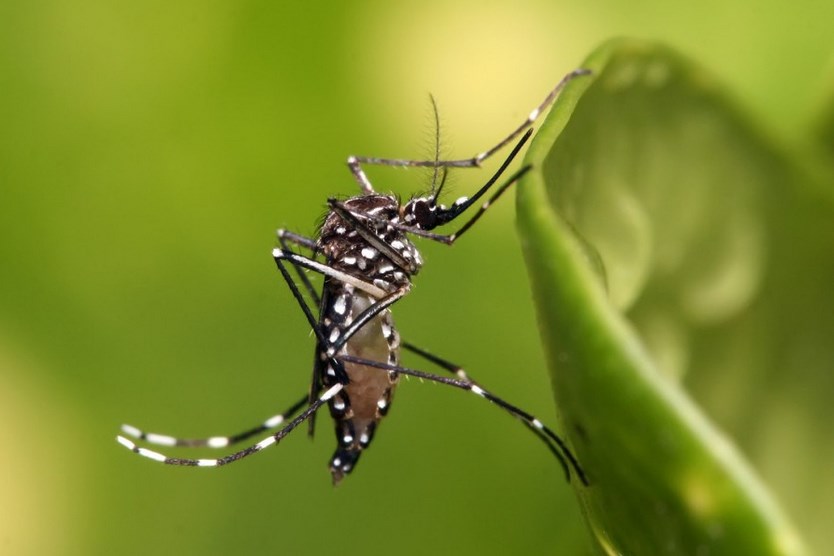 Fakta Ilmiah dan Unik tentang Nyamuk Jantan Menghisap Nektar