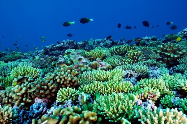 Uses of Coral reefs and Mangroves&their importance