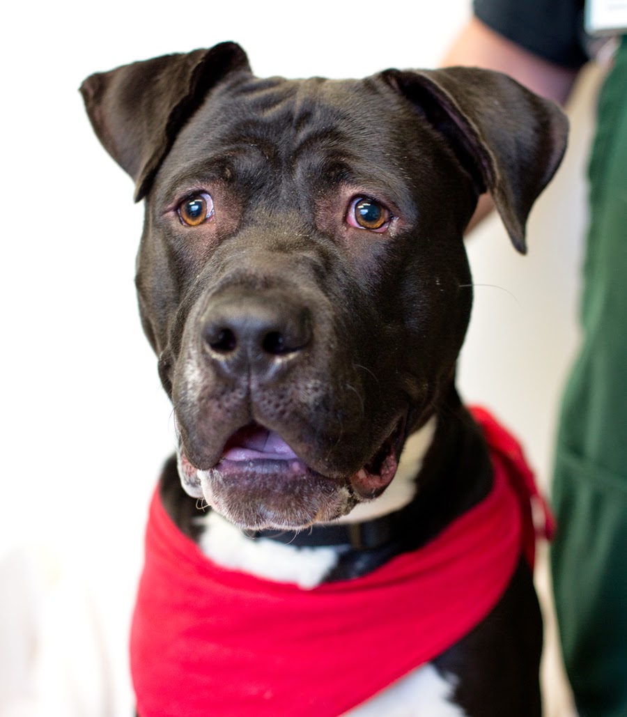 boxer mastiff mix boxer mastiff mix