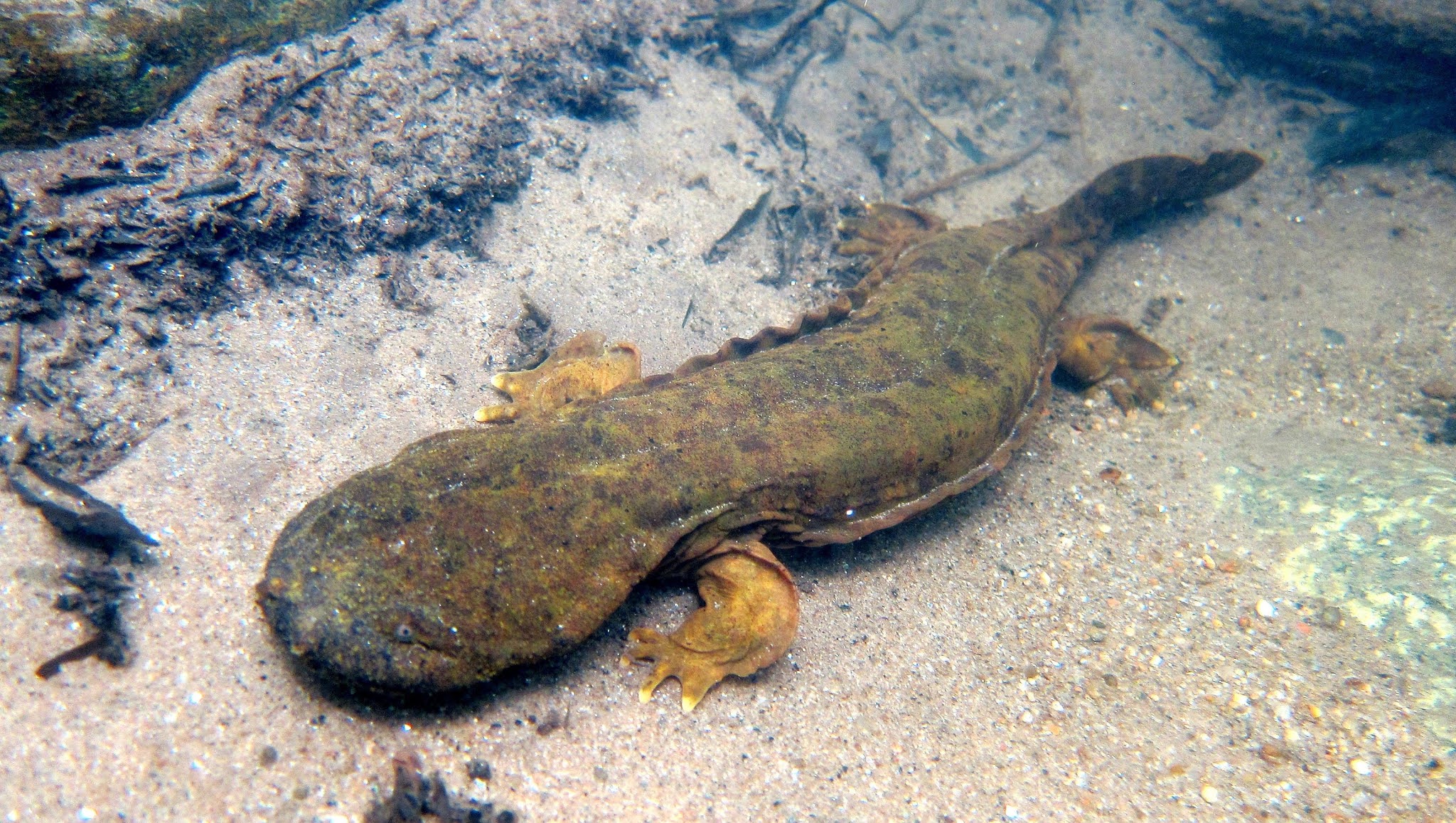 Hellbender salamander facts, giant salamanders species