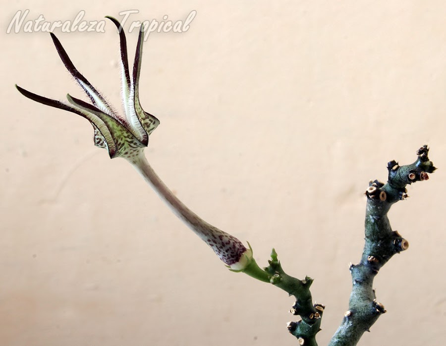 Vista de la flor típica de la flor y parte del tallo de la planta suculenta Ceropegia stapeliiformis