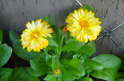 Come coltivare la calendula