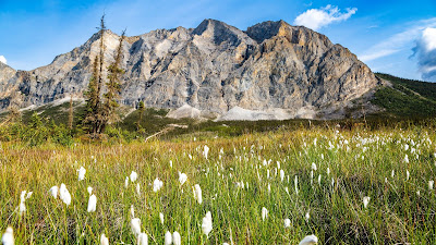 Mountain, lawn, grass, flowers, landscape, summer Mountain, lawn, grass, flowers, landscape, summer