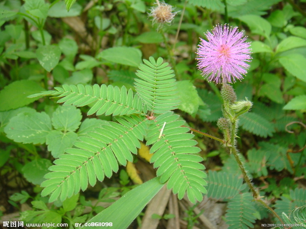 Mimosa Pudica I�d be sensitive too, if that was my name