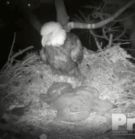 Eagles and Nature with chris7: Both Parents On The Nest At Berry