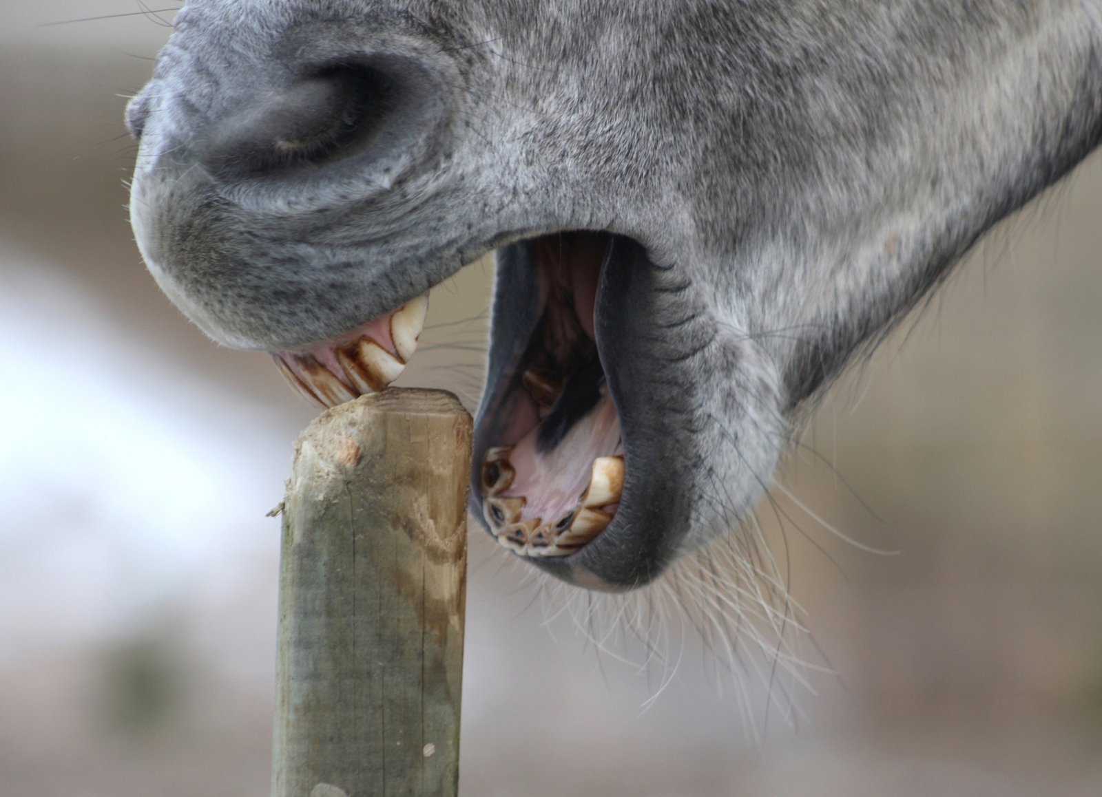 Cribbing Horse