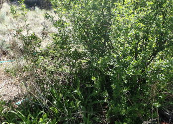 Lilac Syringa Vulgaris Macedonia Nature